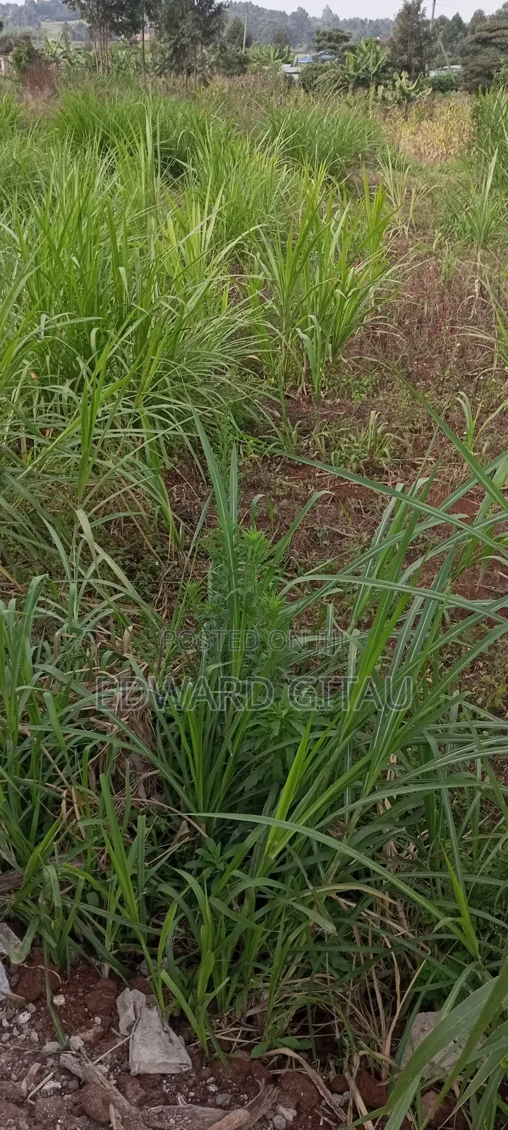100x100 Plot for Sale