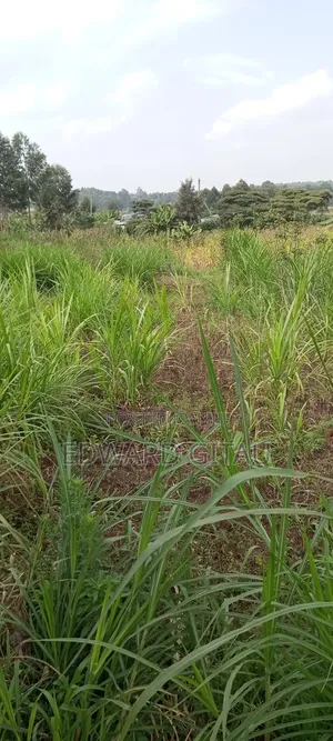 100x100 Plot for Sale