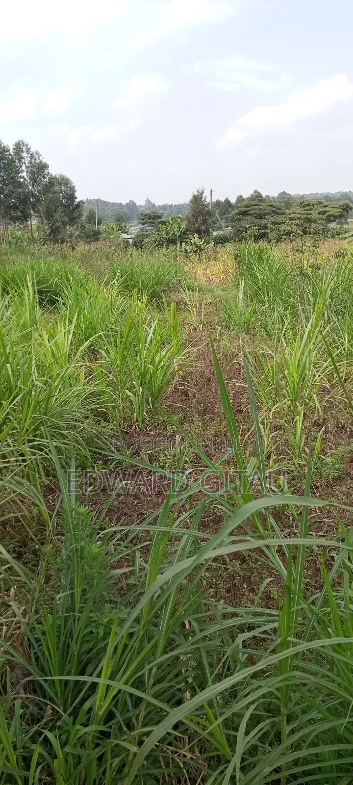 100x100 Plot for Sale
