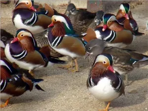 Mandarin Ducks
