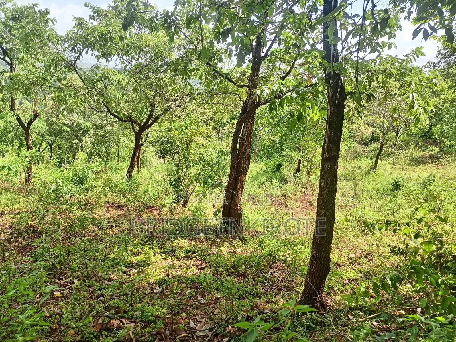 Land on Sale- 3 Acres