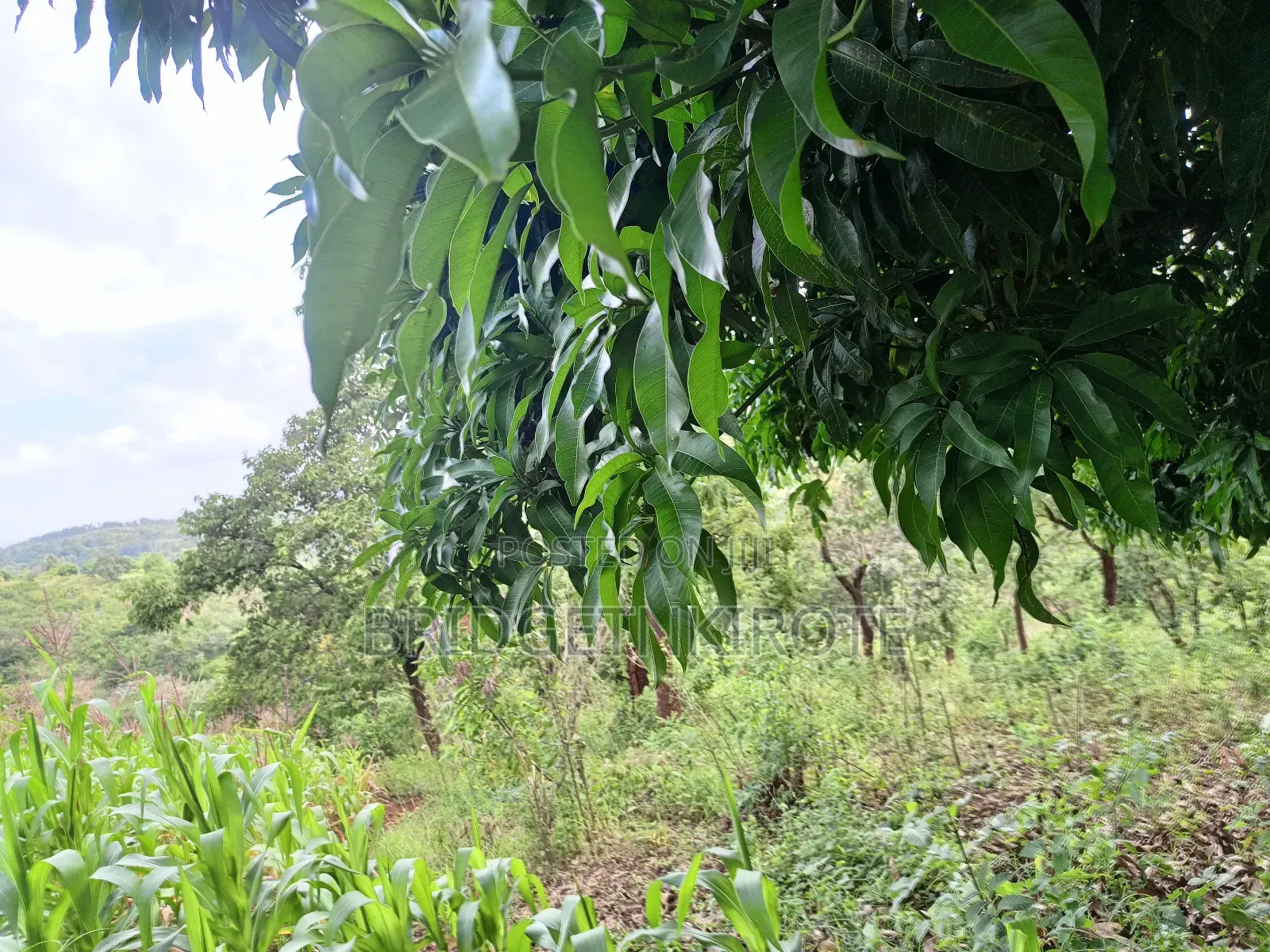 Land on Sale- 3 Acres