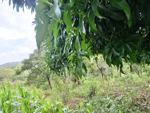 Land on Sale- 3 Acres