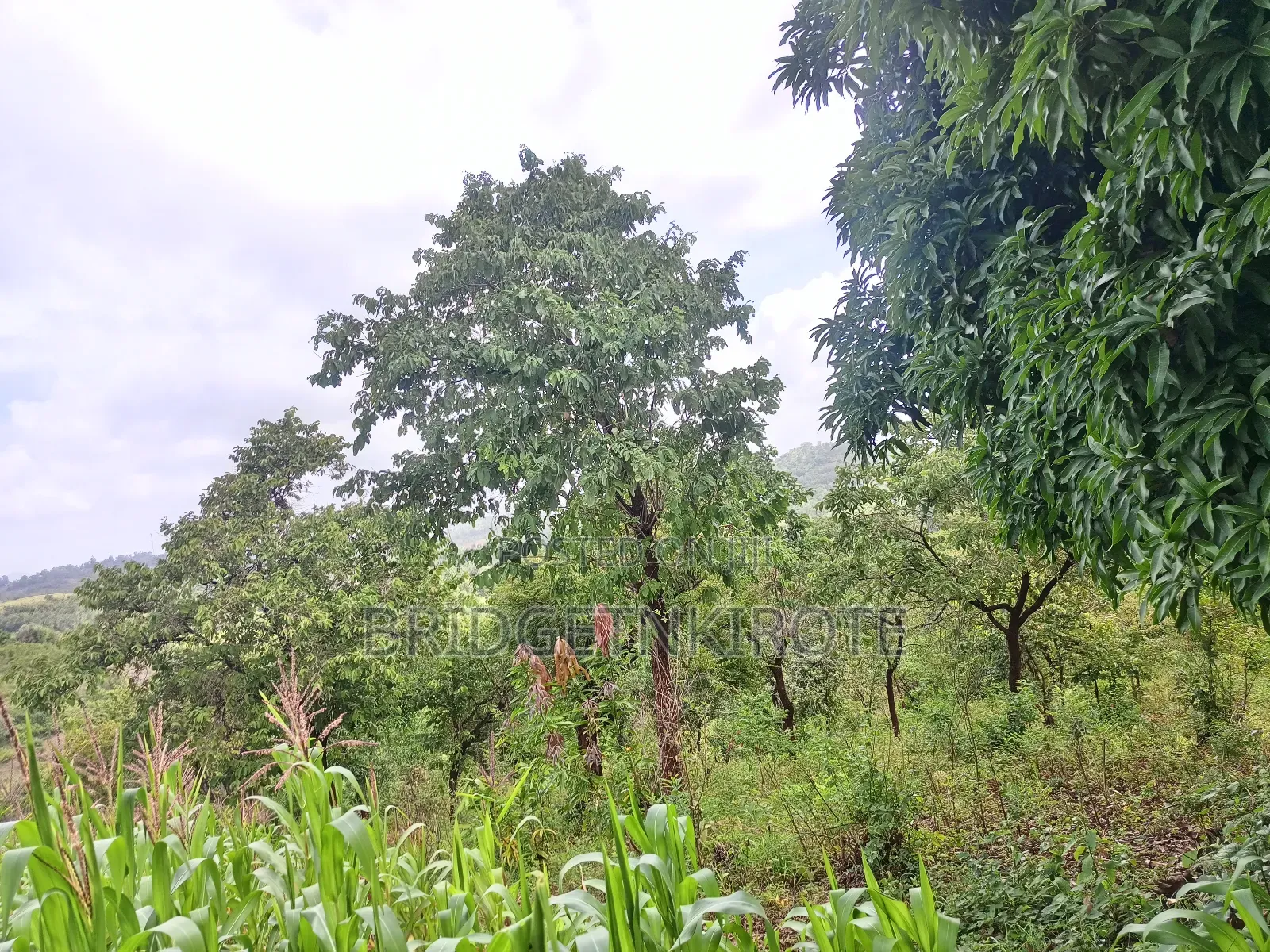 Land on Sale- 3 Acres