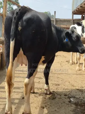 Githunguri Friesian Cows