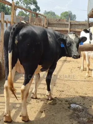 Githunguri Friesian Cows