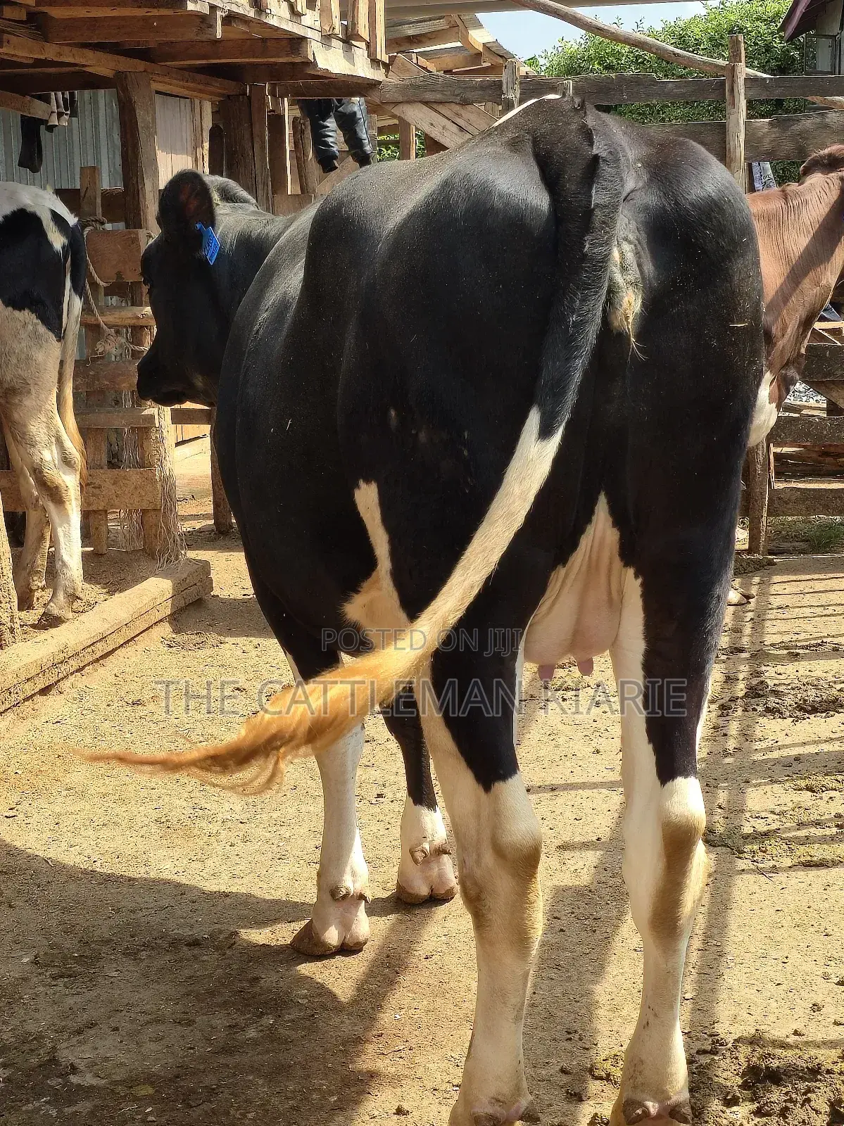 Githunguri Friesian Cows