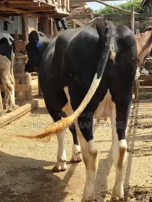 Githunguri Friesian Cows