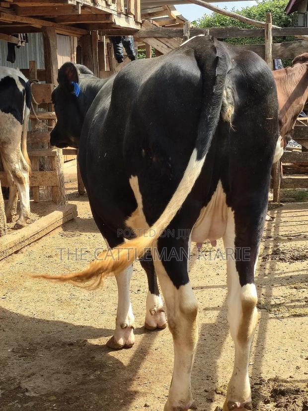 Githunguri Friesian Cows - thumbnail 3