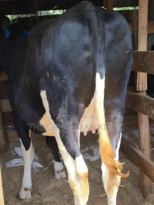 Githunguri Friesian Cows