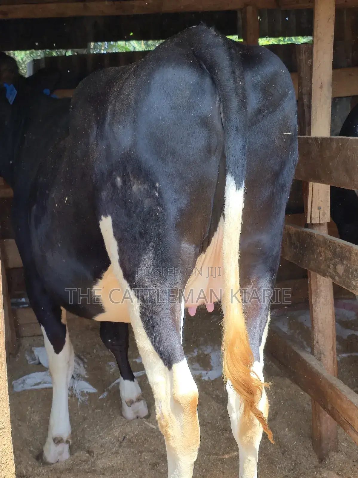 Githunguri Friesian Cows