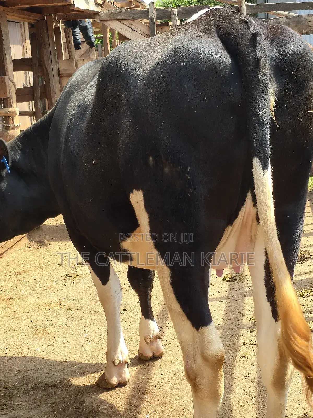 Githunguri Friesian Cows