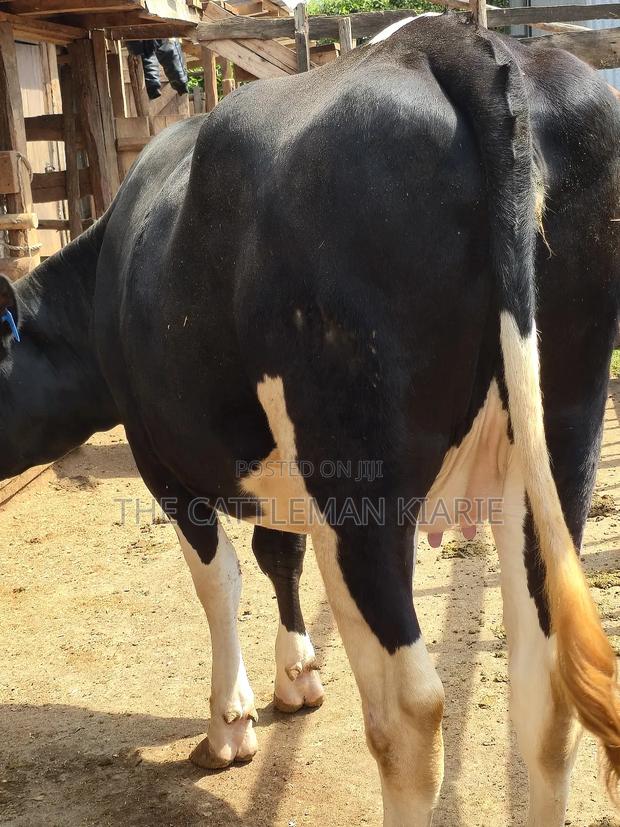 Githunguri Friesian Cows - thumbnail 6