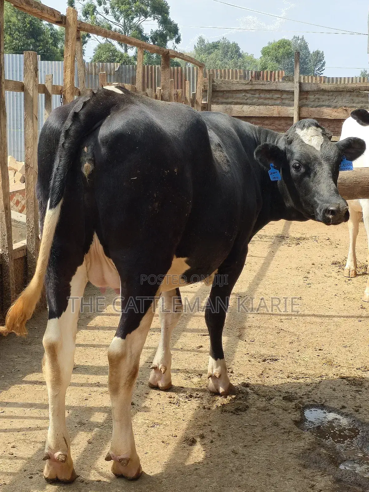 Githunguri Friesian Cows