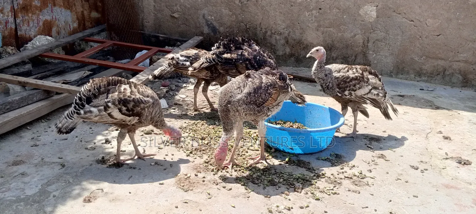 Turkeys for Sale