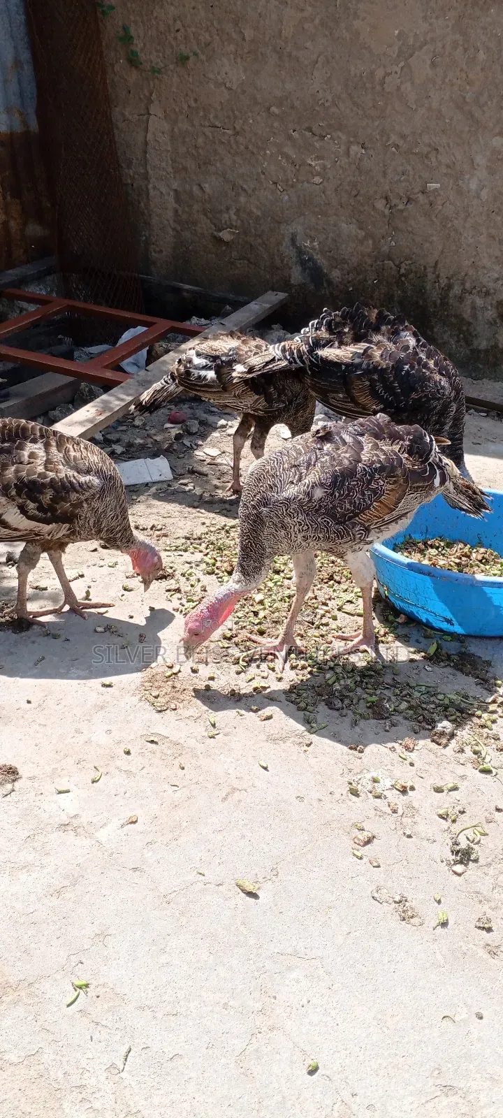 Turkeys for Sale