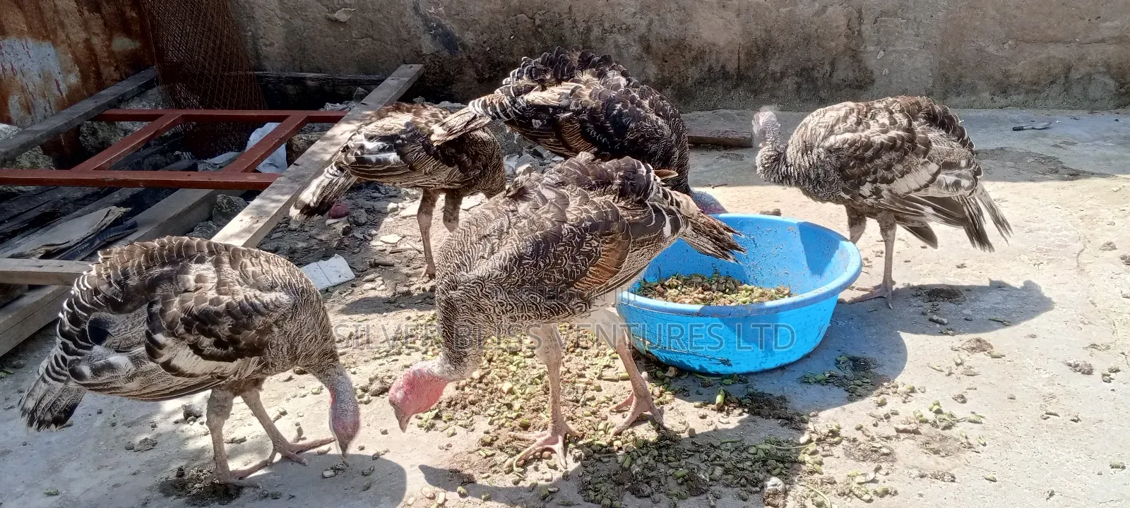Turkeys for Sale