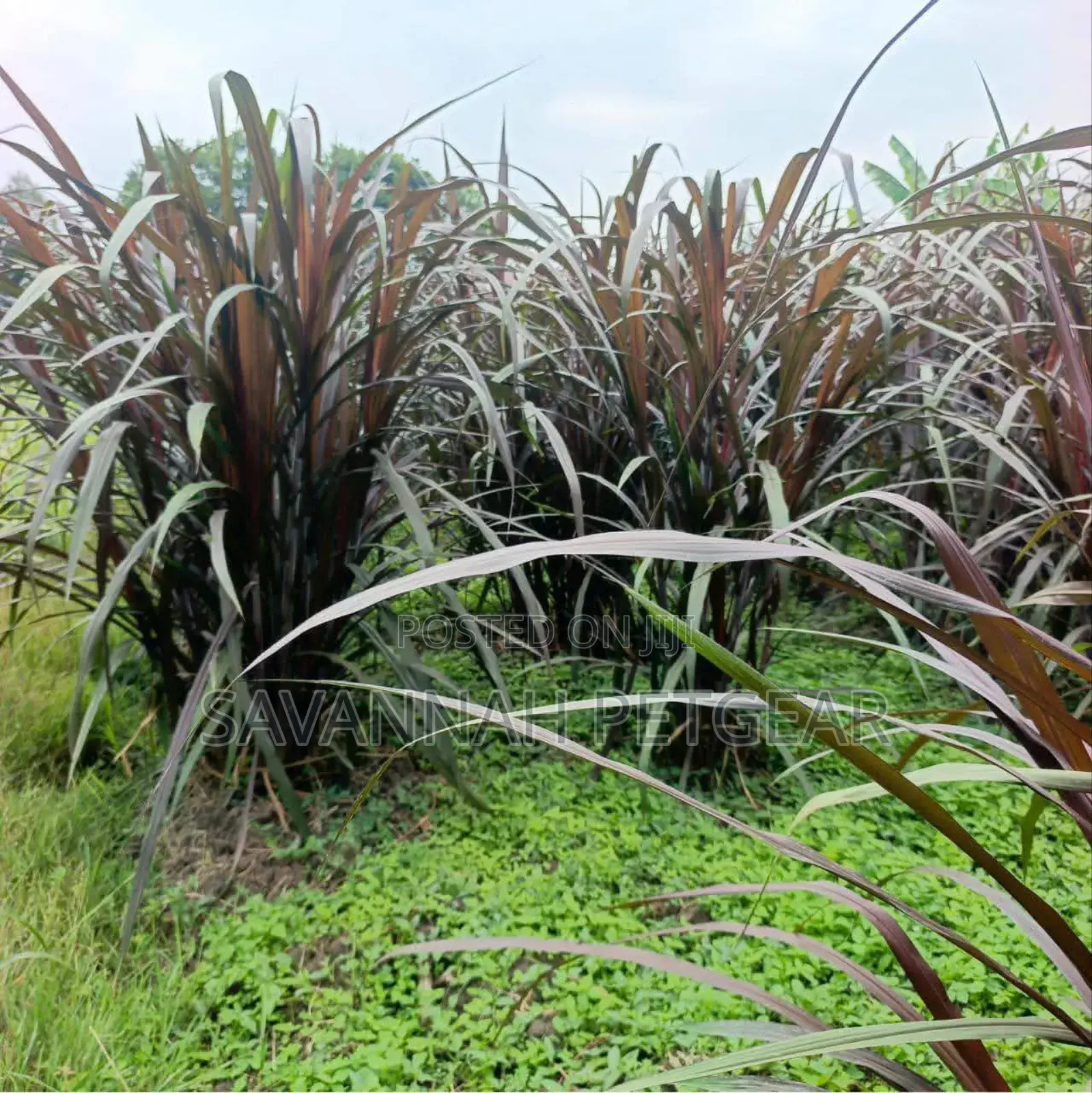 Australian Red Napier Fodder for Livestock - 20 Cuttings