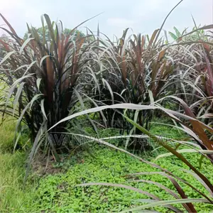 Australian Red Napier Fodder for Livestock - 20 Cuttings