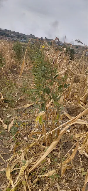 50 X 365 Land for Sale