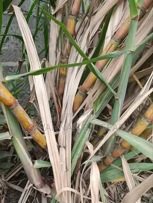 Sugarcane Cuttings for Planting (Kisii Variety) - 100 Pieces
