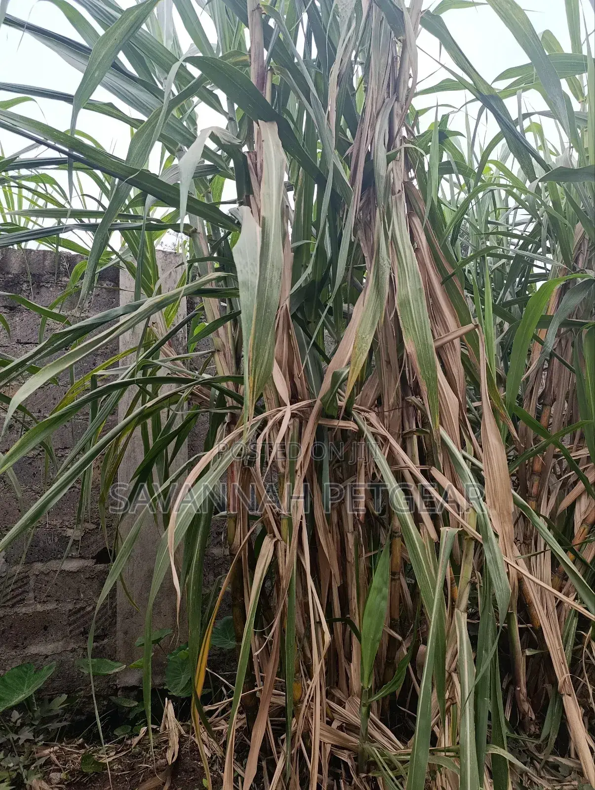 Sugarcane Cuttings for Planting (Kisii Variety) - 100 Pieces