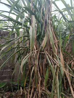 Sugarcane Cuttings for Planting (Kisii Variety) - 100 Pieces
