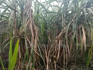 Sugarcane Cuttings for Planting (Kisii Variety) - 100 Pieces