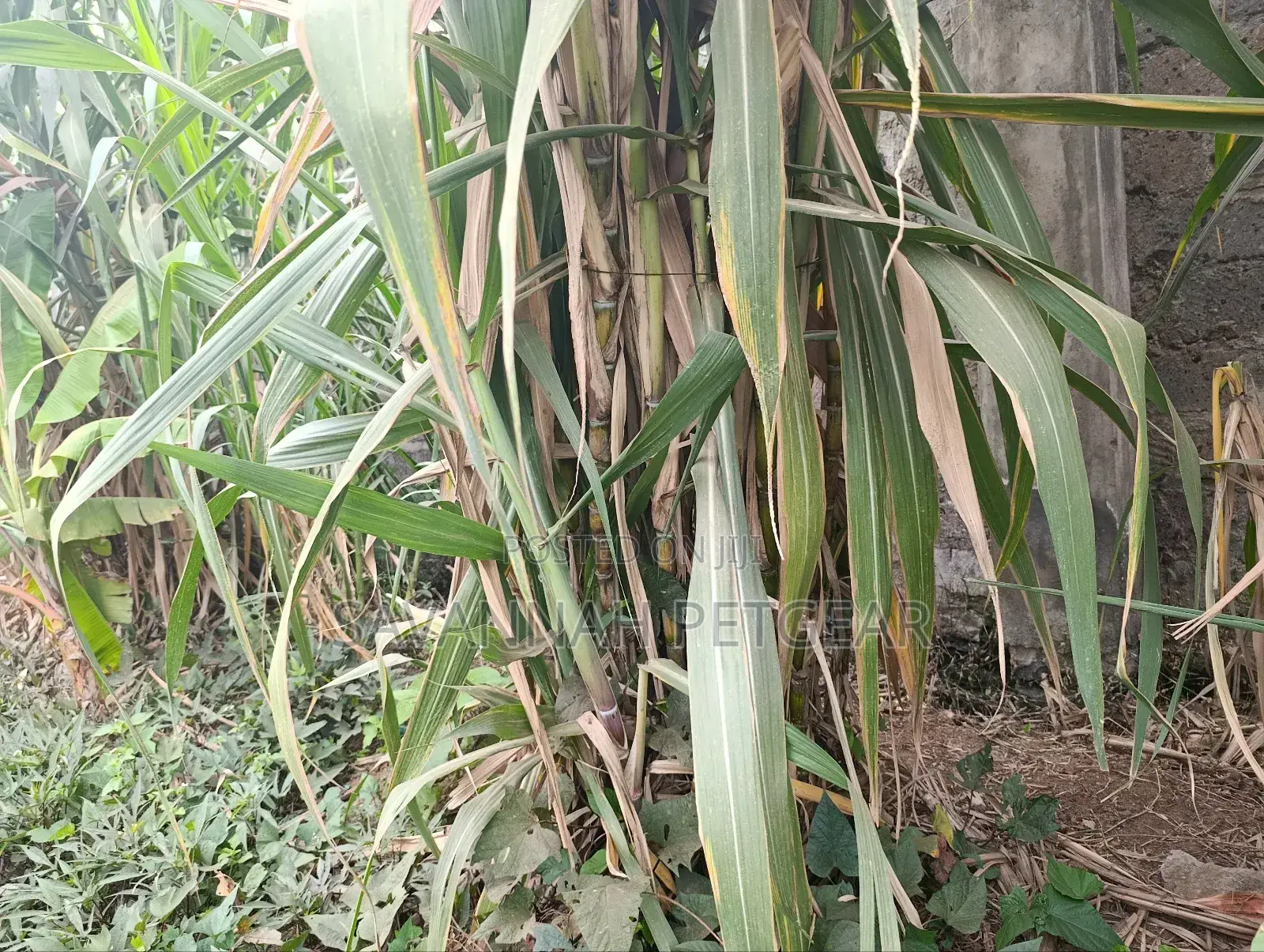 Sugarcane Cuttings for Planting (Kisii Variety) - 100 Pieces