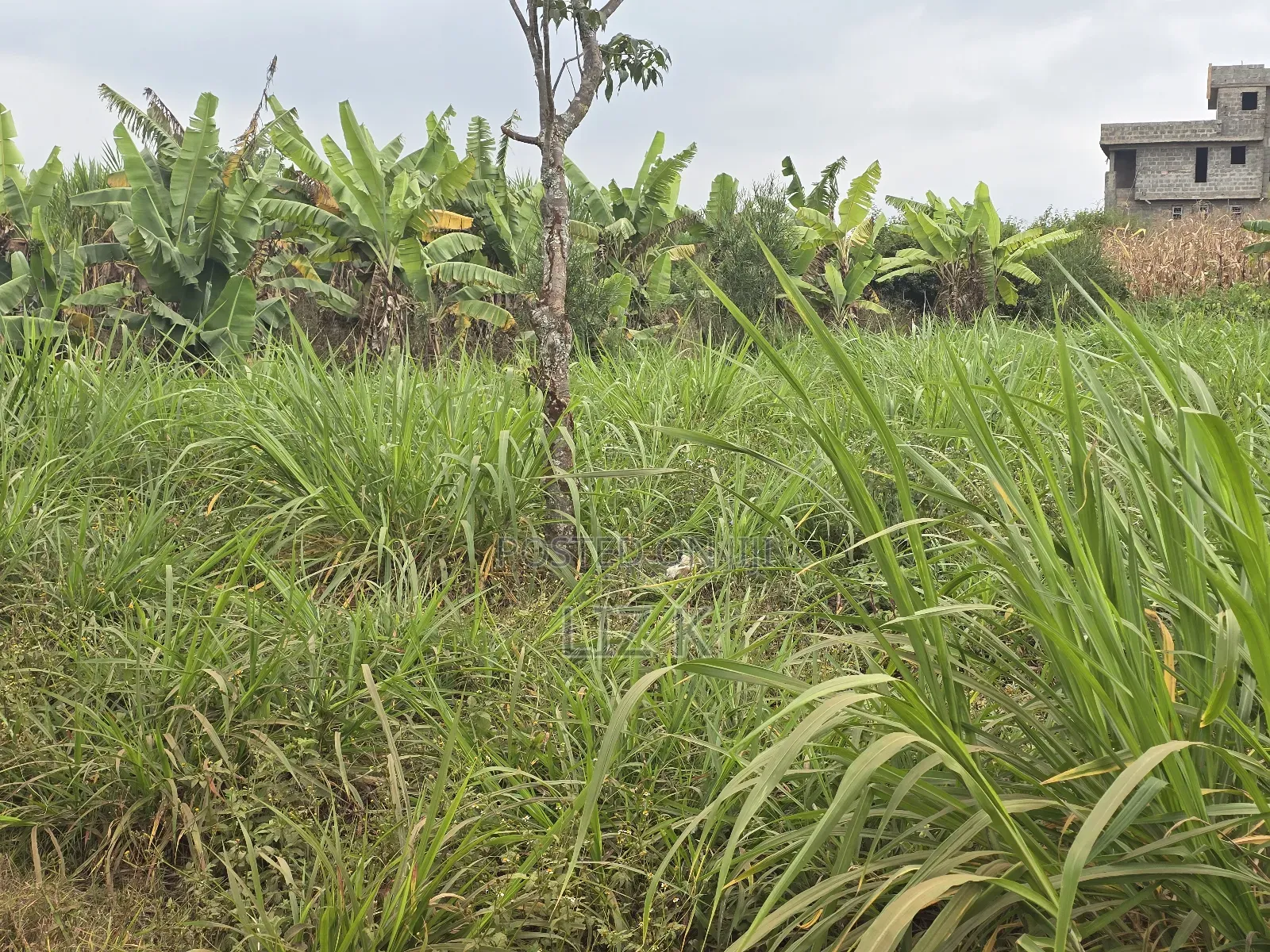 100x100 Redsoil Plots in Mugutha