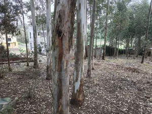 Prime Quarter Acre Plot in Ngong Touching Kahara Main Road