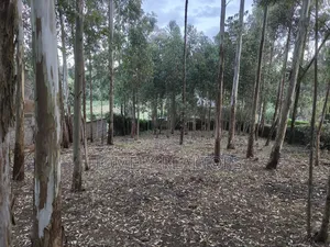 Prime Quarter Acre Plot in Ngong Touching Kahara Main Road