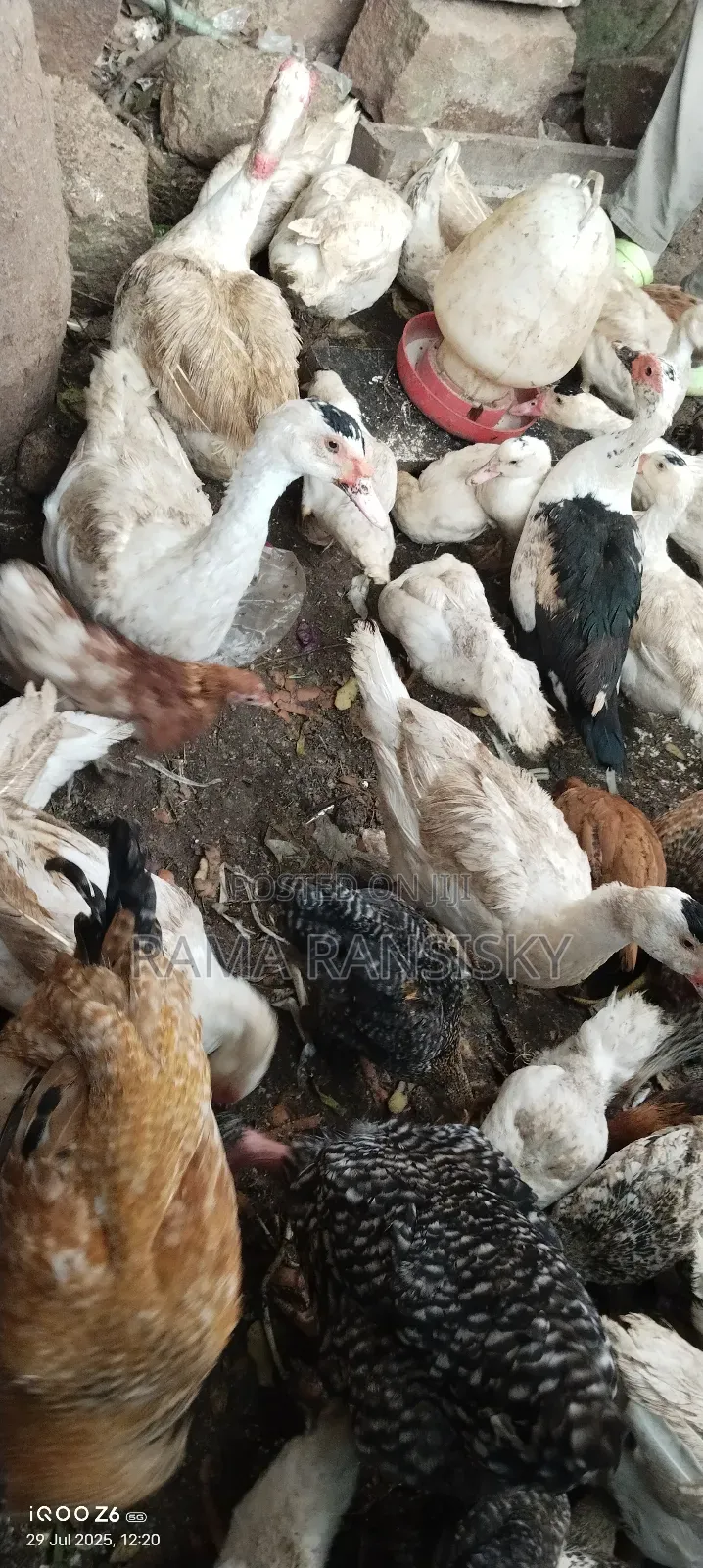 Moscovy Ducks