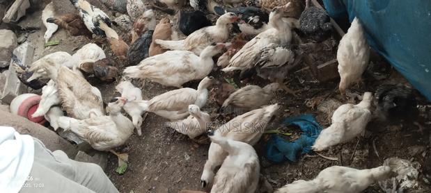 Moscovy Ducks - thumbnail 2