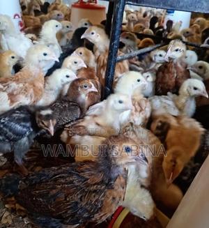 3weeks Old Improved Kienyeji F1 - main view