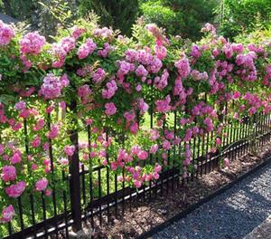 Peggy Martin Roses. - main view