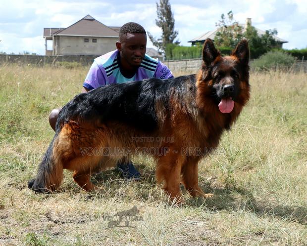 1+ year Male Purebred German Shepherd