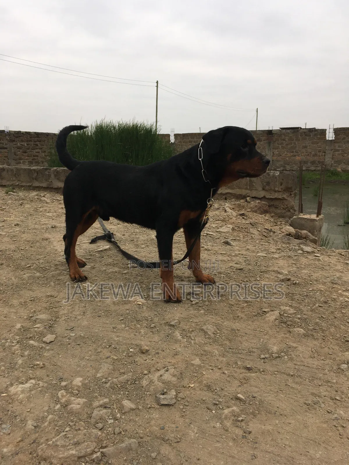 1+ year Male Purebred Rottweiler