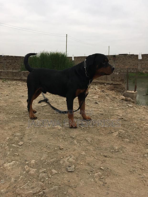 1+ year Male Purebred Rottweiler