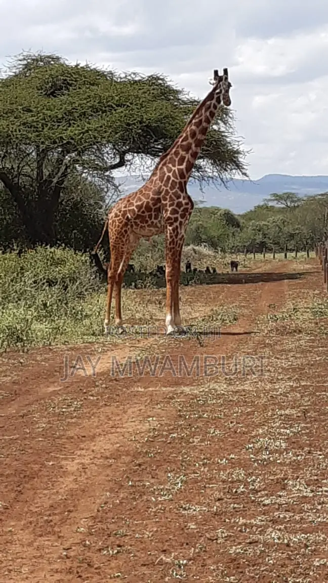 534 Acres Ranch Kajiado