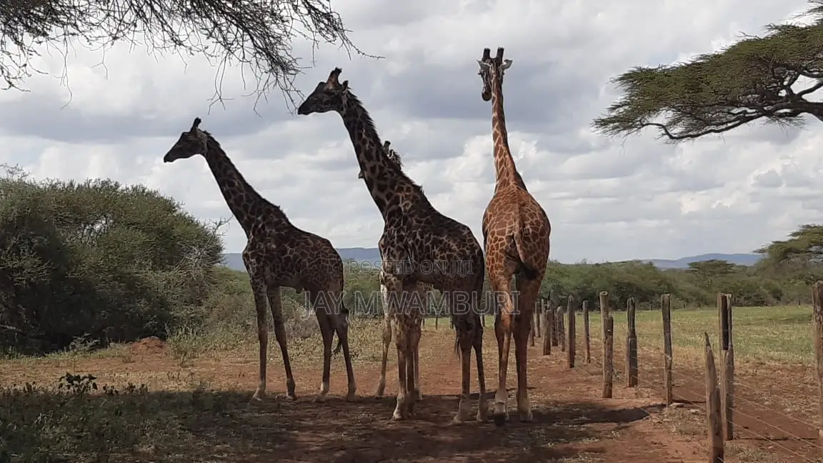 534 Acres Ranch Kajiado