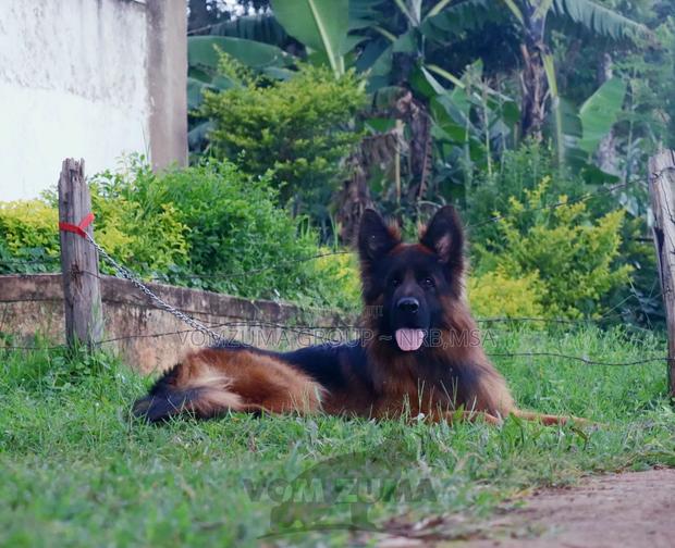 1+ year Male Purebred German Shepherd - thumbnail 3