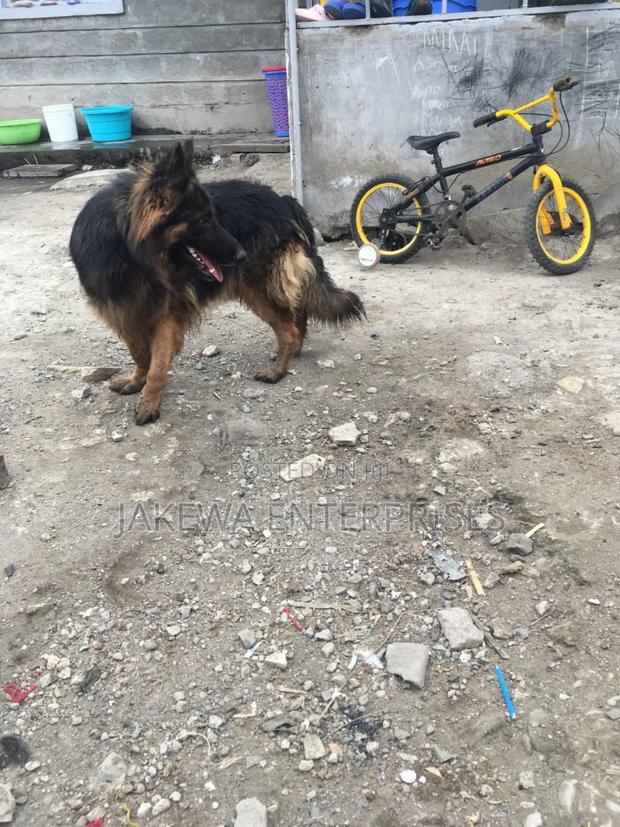 1+ year Male Purebred German Shepherd - main view