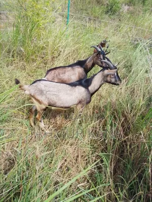 Dairy Goats