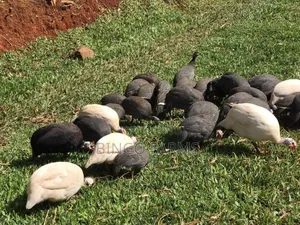 Guinea Fowls