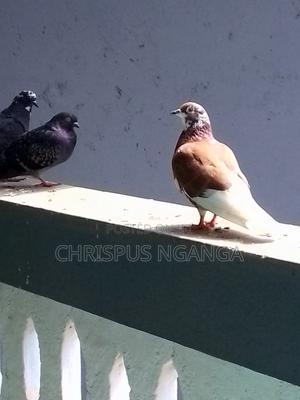 Selling Doves.They Are Affordable. Selling in Pairs.