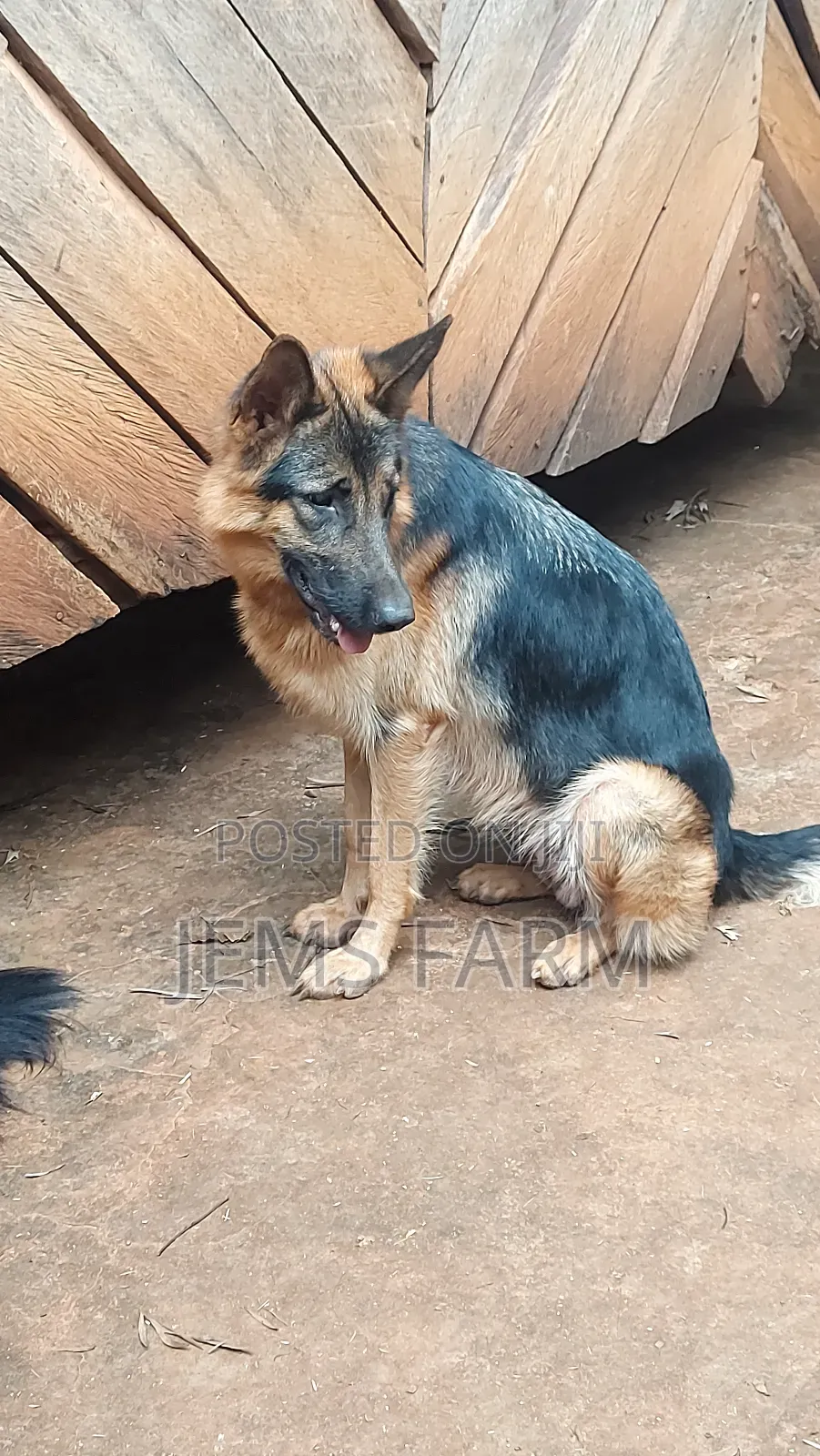 1 Year Old German Shepherd Female Vaccination Upto Date