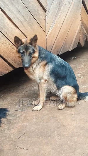 1 Year Old German Shepherd Female Vaccination Upto Date