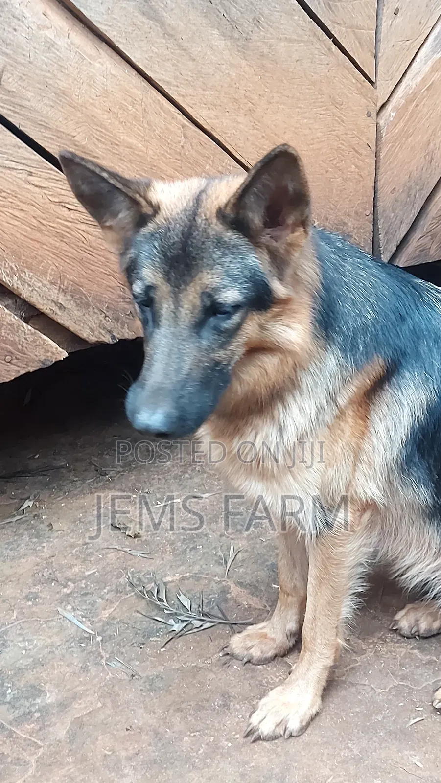 1 Year Old German Shepherd Female Vaccination Upto Date