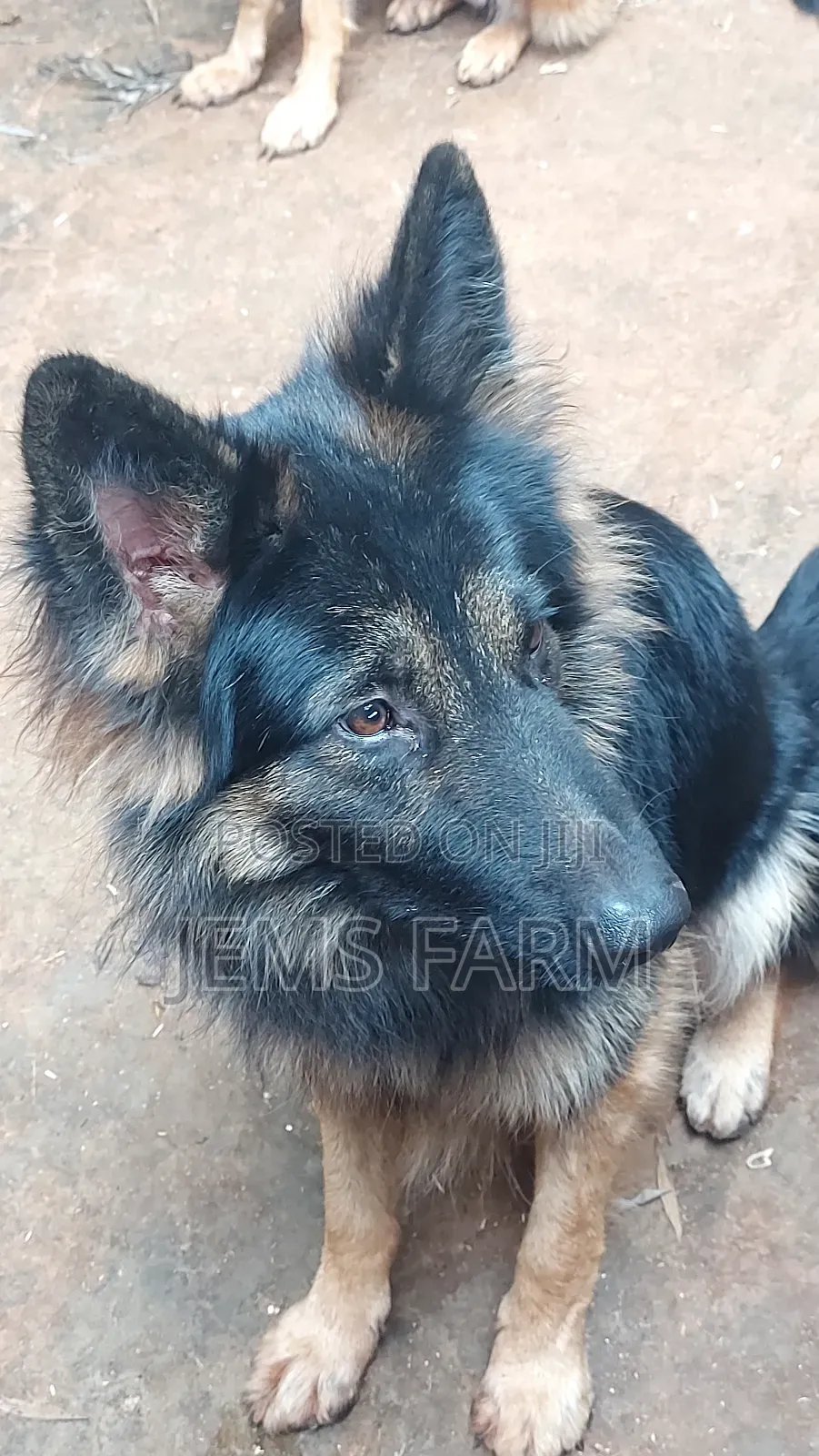 1 Year Old German Shepherd Female Vaccination Upto Date